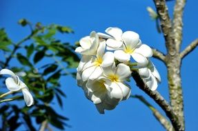 Picture of Spring white Blooms