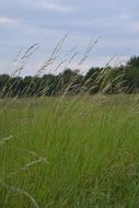 Meadow Grasses