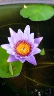 bright purple lotus flower in the water