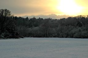 snow-covered field and winter forest