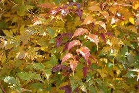 colorful autumn foliage close up