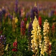 lupin, colorful summer flowers