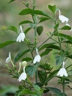 Close-up of the beautiful green plant with white flowers