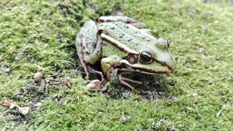 Colorful frog in nature