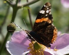 peacock butterfly on rosehip flower