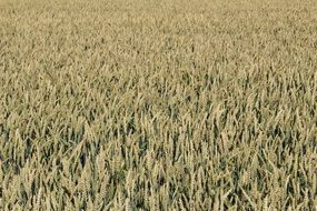 grain field top view