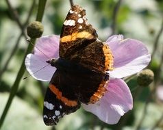 Butterfly on Pink Flower