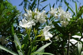 Rhododendron bush