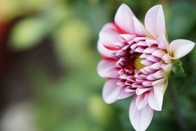 Nature Gardening Flower