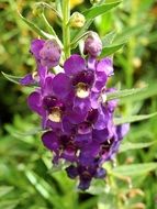 blooming plant with purple flowers