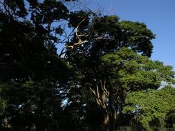 shade from trees in the forest in summer