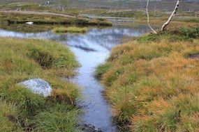 estuary among the grass