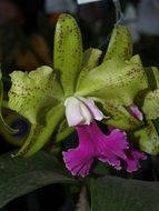 green-purple orchids close-up