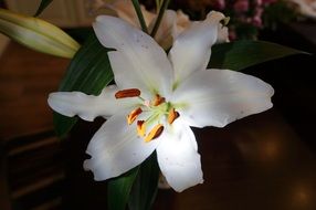 white lily on a green bush