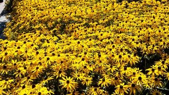 colorful meadow of yellow flowers