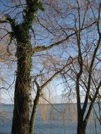 view through autumn trees to the lake