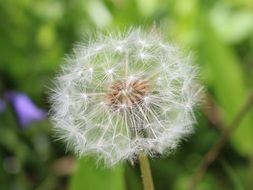 gorgeous and amazing Dandelion