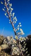 flora of cyprus in summer