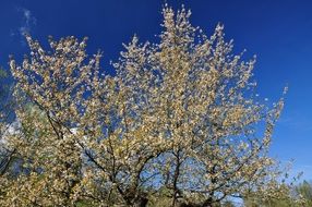 Poland Nature Tree Flourishing