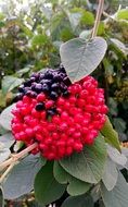 red berries on a branch with green leaves