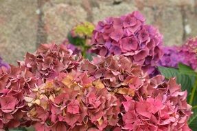 various hydrangea blossom