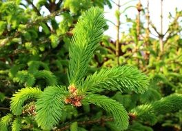 new twigs of fir tree close up