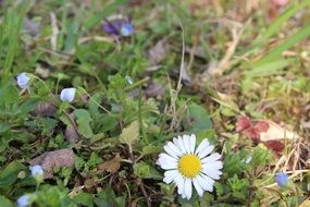 Picture of Margaret Flower and grass