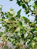 extraordinary Cherry Blossom