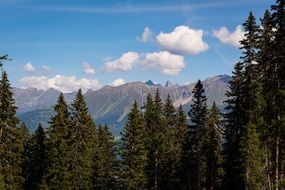 conifers on a mountain in austria