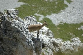 capricorn stands on a rock