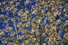 blooming spring tree against a bright blue sky