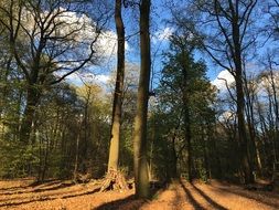 Forest in Berlin