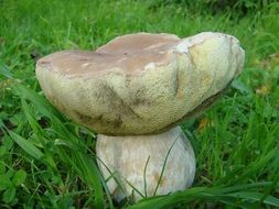 porcini mushroom on green grass close-up