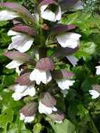 acanthus with white-pink flowers