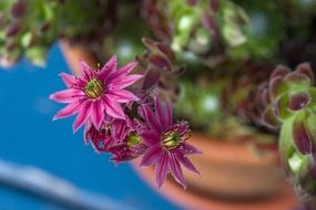 flowering succulent plant in a pot close-up on blurred background