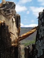 tree bark macro shoot