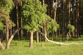 beautiful landscape of the Russian forest