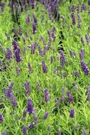 Purple lavender plants blossom