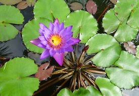 indian lily flower in the water