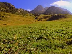 green meadow in the mountains under the bright sun