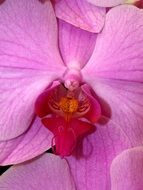 bright pink orchid closeup