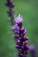 closeup photo of bright purple liatris spicata flower