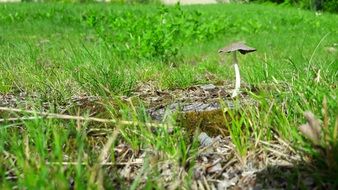 small mushroom among green grass