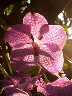 spotted pink orchid in the sunlight