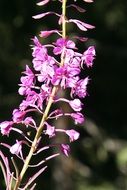 alpine purple flowers close-up