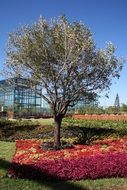 tree surrounded with flowers