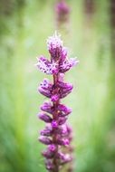 violet liatris spicata flower