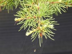 branch with green plants on it