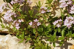 flowering plant among stones close-up