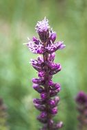 violet liatris spicata
